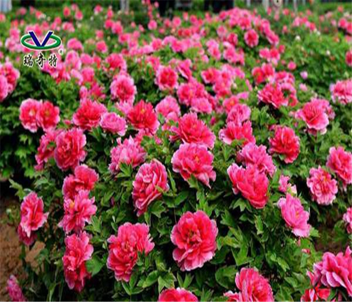 加過增白劑的噴灑的牡丹花